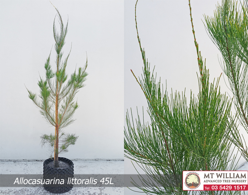 Allocasuarina littoralis Leaf 45L WEB