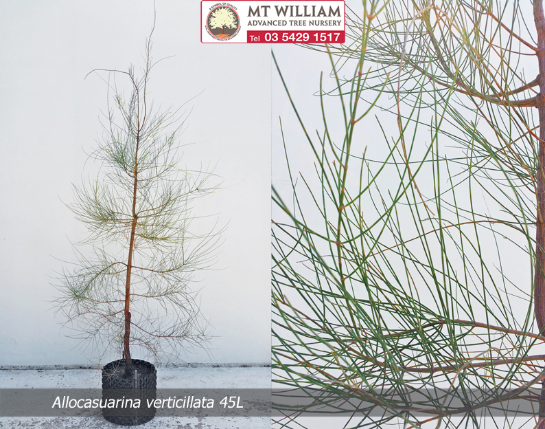 Allocasuarina verticillata Leaf 45L WEB