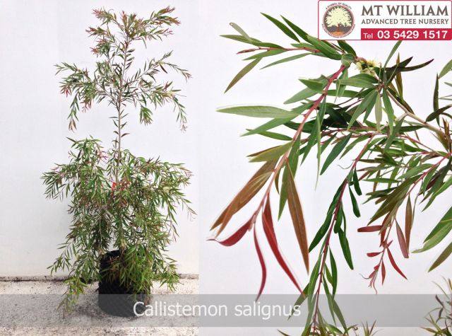 Callistemon salignus web