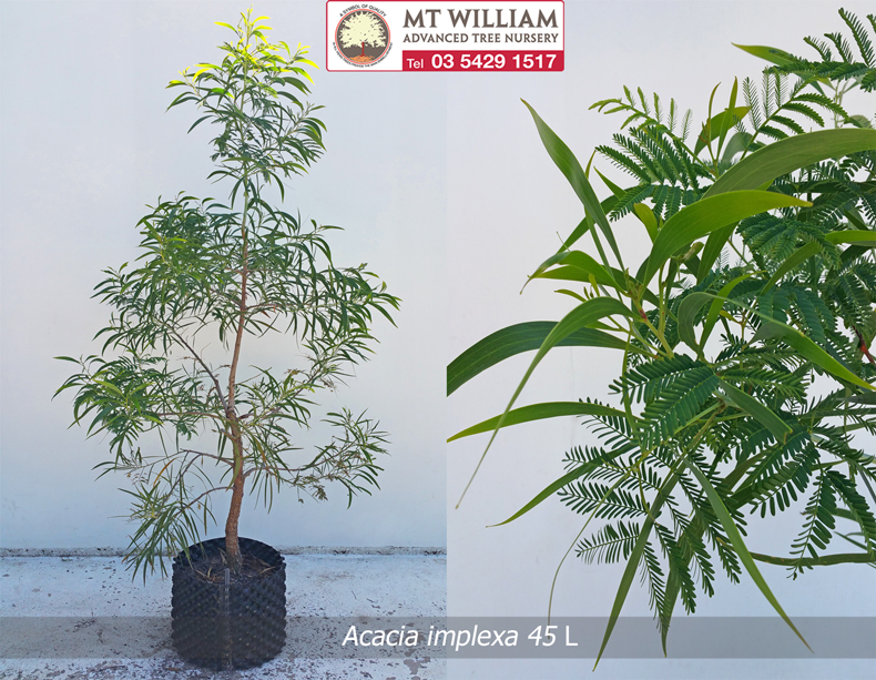 Acacia implexa 45L 2015 Web