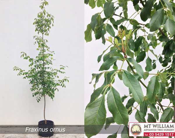 Fraxinus Ornus and Leaf WEB