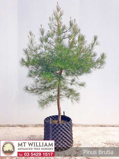 Pinus Brutia 45L Web 480x640