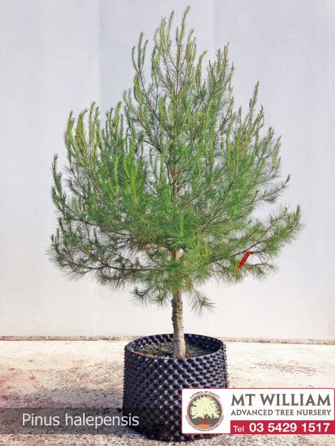 Pinus Halepensis 100L Web 480x640