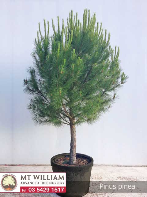 Pinus Pinea 200L Web 480x640