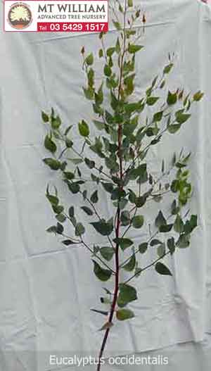 eucalyptus occidentalis 1