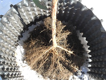 rocket pot eucalyptus roots