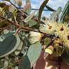 Eucalyptus leucoxylon 'Euky Dwarf'