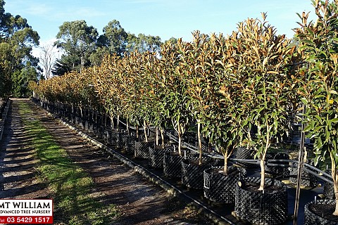 Magnolia grandiflora alta 100ltRP H 1