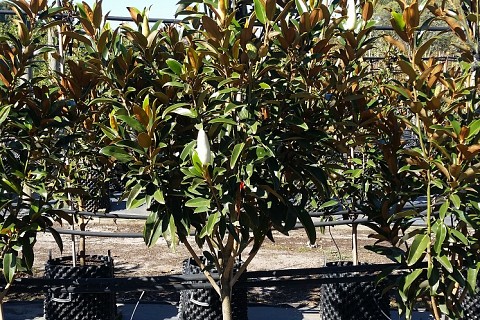 Magnolia grandiflora alta 2